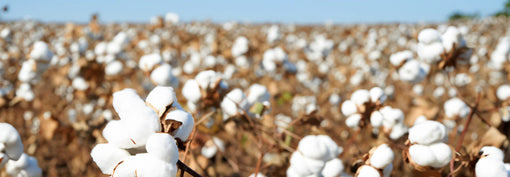 Organic Cotton vs. Conventional Cotton: The SEYANTE Difference